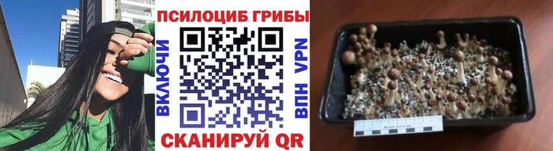Купить где  Вольск  Галлюциногенные грибы GOLDEN TEACHER 